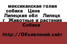 мексиканская голая собака › Цена ­ 17 000 - Липецкая обл., Липецк г. Животные и растения » Собаки   